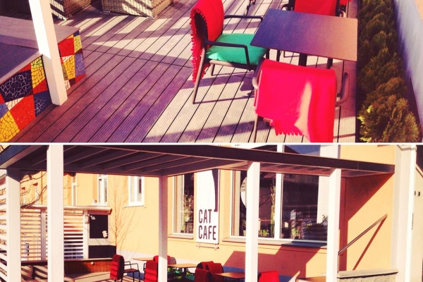 the cat cafe